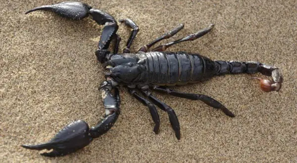 Scorpione nero su sabbia. Questo aracnide ha chele possenti e una coda con pungiglione.
