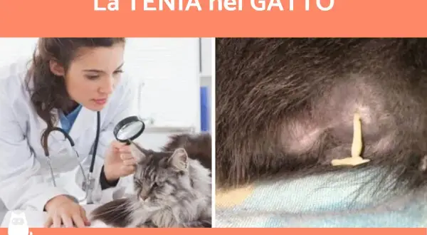 Veterinario esamina un gatto con lente d'ingrandimento. A destra, un parassita visibile. Impara come capire se il gatto ha i vermi.