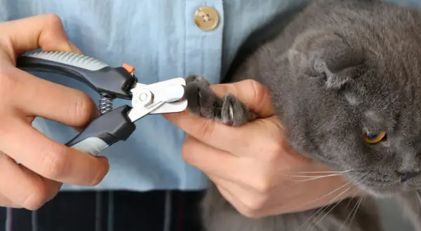 Mani che tengono un gatto grigio per tagliare le unghie con un tagliaunghie.