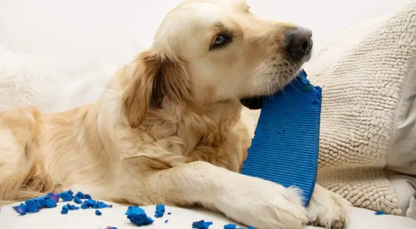 Un pica cane golden retriever gioca con un oggetto blu, lasciando pezzi ovunque.