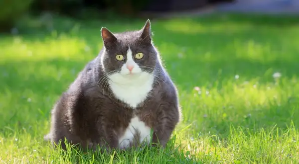 Gatto grigio e bianco seduto sull'erba. Chissà quanto pesa un gatto così paffuto?