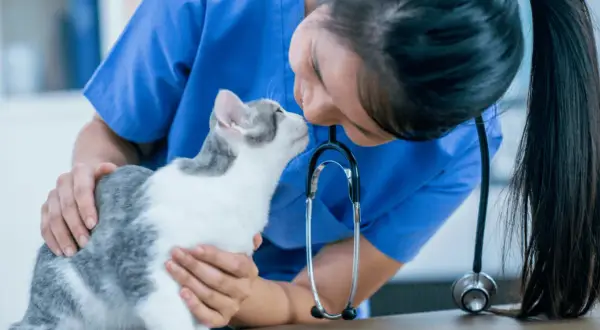 Veterinaria conforta un gatto punto da vespa, accarezzandolo dolcemente.