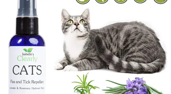 Spray antipulci fai da te per gatti, con ingredienti naturali come lavanda e rosmarino. Sicuro e cruelty-free.