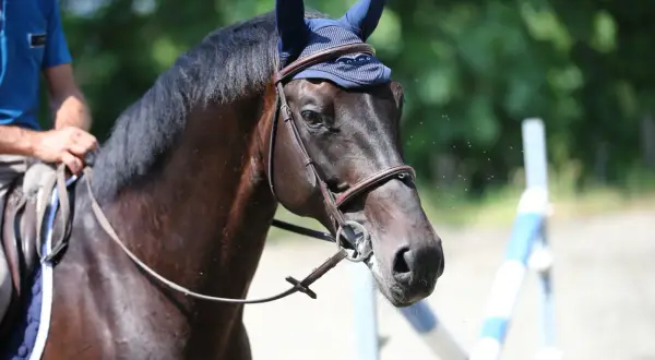 Un cavallo baio, un magnifico maiale maschio, con cuffie blu e finimenti in cuoio, pronto per la competizione.