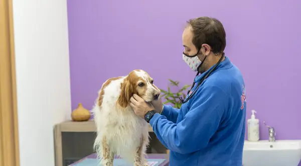 Veterinario esamina un cane con possibili problemi neurologici. Il cane è bianco e marrone, il veterinario indossa una mascherina e un camice blu.