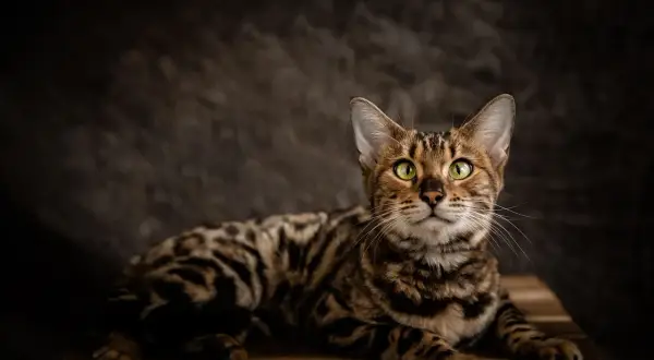 Un magnifico gatto bengala con occhi verdi luminosi, posa su un tavolino di legno. Il suo manto maculato risalta sullo sfondo scuro.
