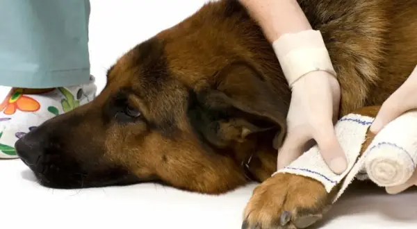 Un cane di razza pastore tedesco riceve un bendaggio per una distorsione alla zampa.