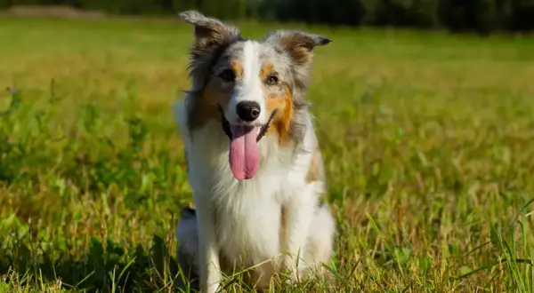 Un cane da pastore australiano, con la lingua fuori, seduto in un prato verde. Un vero forasacchi cane, pronto per giocare.