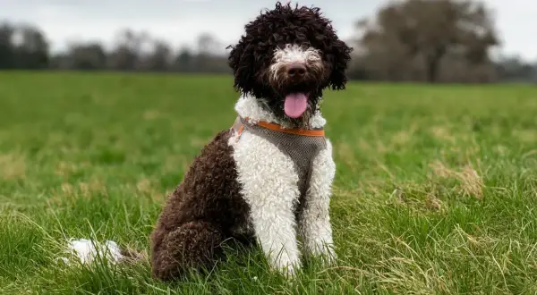 Cane d'acqua spagnolo con pelo riccio marrone e bianco, seduto sull'erba verde con la lingua fuori.