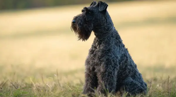 Un Kerry Blue Terrier dal pelo scuro e riccio siede sull'erba, con uno sguardo attento verso l'orizzonte.