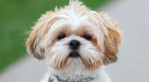 Musetto di un cane Shih Tzu con pelo bianco e fulvo, forse preoccupato per la struvite.