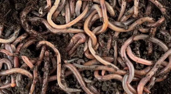 Un groviglio di lombrichi rosa e marroni si muove nel terreno umido, un'immagine ravvicinata della vita sotterranea.