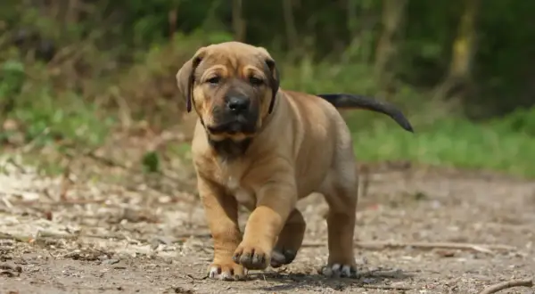 Un cucciolo di tosa inu marrone chiaro corre su un sentiero sterrato in un bosco.