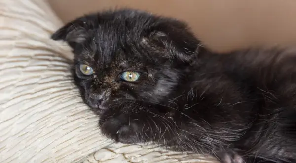 Dolce gattino nero con occhi verdi, forse affetto da tigna, riposa su un cuscino beige.