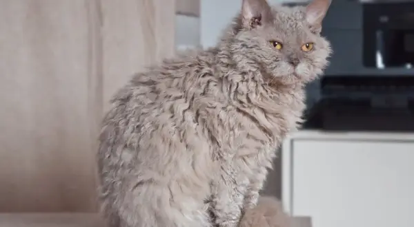 Un gatto ural rex dal pelo riccio e color crema, con occhi ambrati, seduto su una superficie chiara.