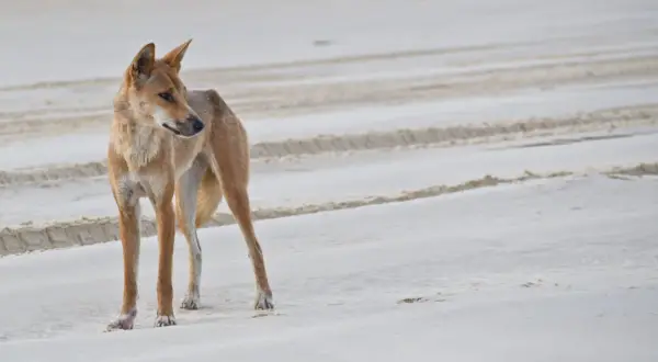 Un dingo domestico, con il suo manto fulvo, osserva attentamente la spiaggia sabbiosa, lasciando tracce leggere.