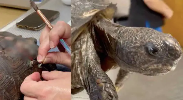 Tartaruga con carapace che mostra segni di malattie, forse un fungo. Un veterinario esamina la zampa.