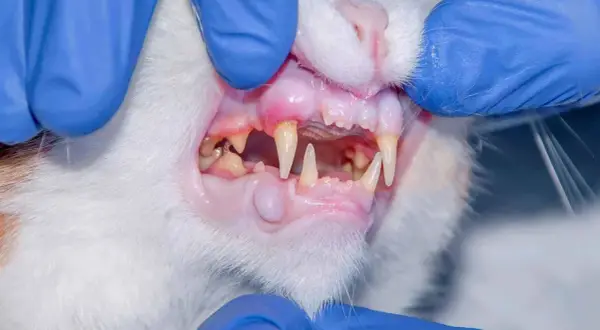 Gengive gonfie e arrossate, denti sporchi e un piccolo nodulo: il gatto soffre di gengivite.