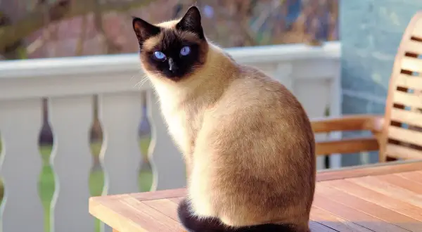 Un elegante gatto siamese con occhi blu zaffiro siede su un tavolo di legno all'aperto, godendosi il sole.