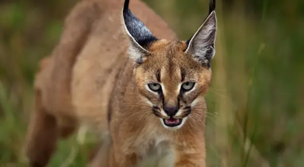 Un caracal gatto, con le sue iconiche orecchie a punta, avanza furtivamente tra l'erba alta, gli occhi verdi fissi sull'obiettivo.