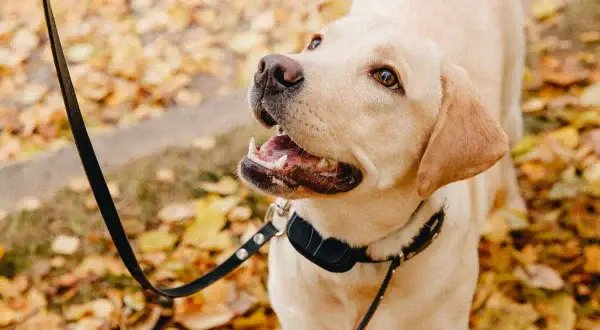Un labrador con un collare antiabbaio come funziona, passeggia tra le foglie autunnali.