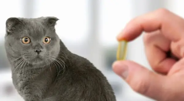 Un gatto grigio guarda con curiosità una capsula gialla tenuta da una mano. Potrebbe essere un antidolorifico per gatti.