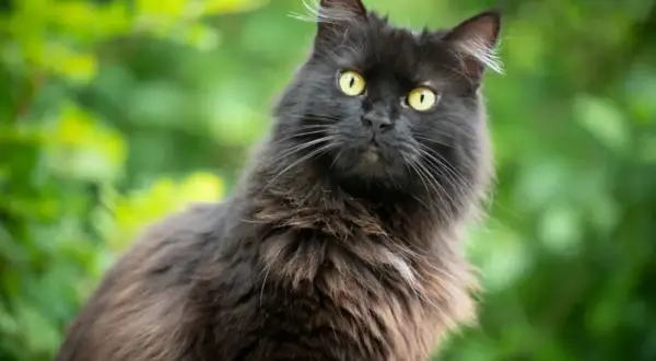 Gatto nero dal pelo lungo, con occhi gialli penetranti, sembra un elegante gatto chantilly tiffany in un giardino rigoglioso.