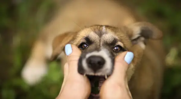 Cucciolo con bocca aperta, mani che lo accarezzano. Scopri come curare la rogna del cane con metodi naturali.