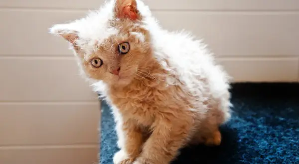 Un adorabile gatto riccio color crema, con occhi curiosi, seduto su una superficie blu.