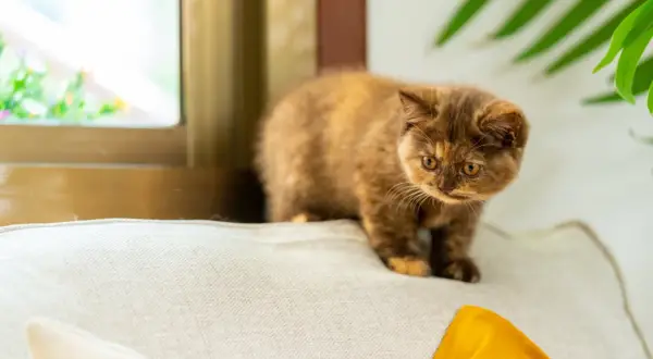 Un adorabile gattino dal pelo fulvo e occhi ambrati, un esempio di razze di gatti bellissimi, esplora un cuscino vicino a una finestra.