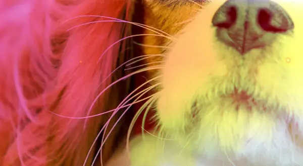 Primo piano del muso di un cane con vibrisse lunghe e sottili che si estendono dal naso umido.