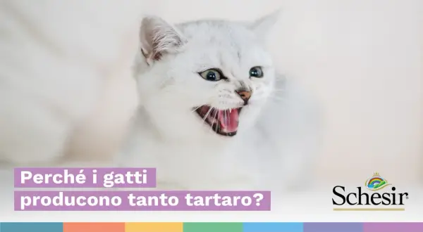 Gatto bianco con bocca aperta mostra i suoi denti. Il testo chiede perché i gatti producono tanto tartaro.