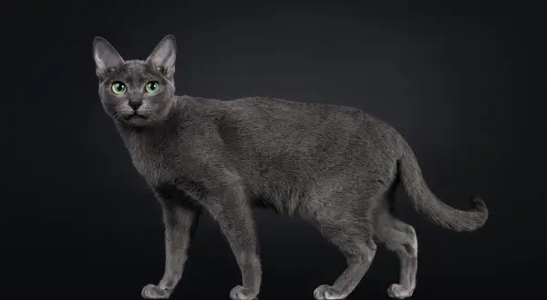 Un elegante gatto Korat, con il suo manto grigio-blu e gli occhi verdi smeraldo, posa su sfondo nero.