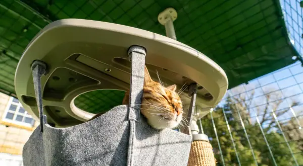 Gatto soriano riposa in una cuccia morbida, parte di accessori indispensabili se si ha un gatto, in un'area esterna protetta.