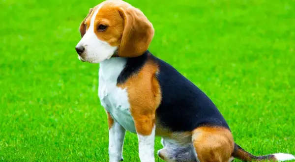 Un beagle harrier dal pelo tricolore siede sull'erba verde, con le orecchie lunghe e morbide che gli incorniciano il muso.