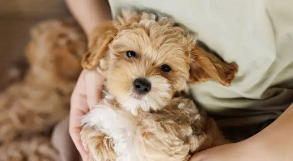 Un adorabile maltipoo, con il suo pelo riccio e un'espressione dolce, è tenuto tra le braccia. Nonostante la sua tenera età, questo cucciolo è già un vero tesoro.