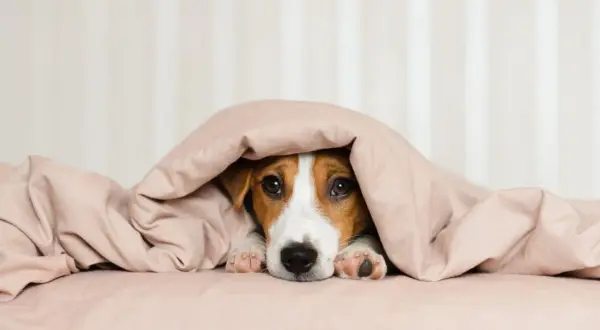 Un tenero cane con il raffreddore si nasconde sotto le coperte, con solo il muso e le zampine visibili.