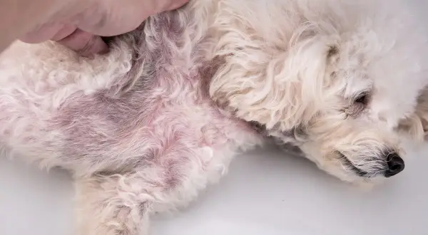 Pelo arruffato e arrossato sul fianco di un cane, sintomo di rogna canina.