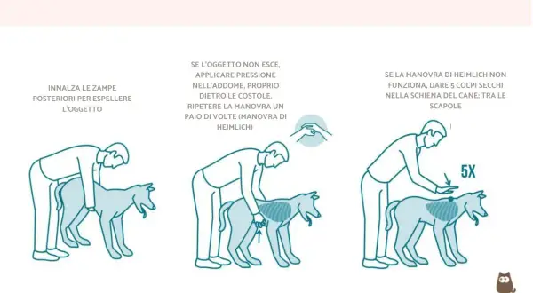 Illustrazione della manovra di Heimlich sul cane: sollevare le zampe posteriori, poi applicare pressione sull'addome o dare colpi tra le scapole.