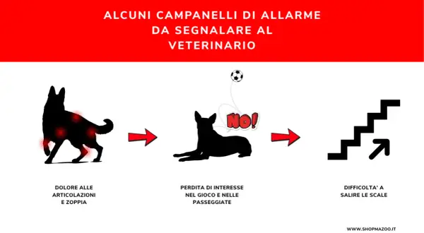Segnali di **dolori articolari cane**: zoppia, disinteresse per il gioco e difficoltà a salire le scale. Consultare il veterinario.