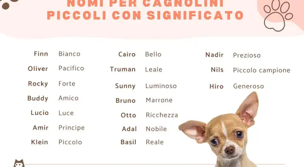 Lista di nomi per cani maschi con significato: Finn (Bianco), Oliver (Pacifico), Rocky (Forte), Buddy (Amico), Cairo (Bello), Truman (Leale), Sunny (Luminoso), Bruno (Marrone), Otto (Ricchezza), Nadir (Prezioso), Nils (Piccolo campione), Hiro (Generoso).