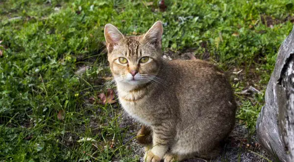 Un gatto tigre con striature dorate siede sull'erba, osservando con occhi attenti.