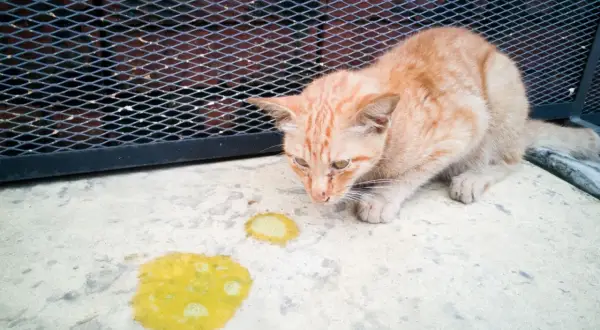 Un gatto arancione guarda con preoccupazione il vomito giallo che ha lasciato sul cemento.