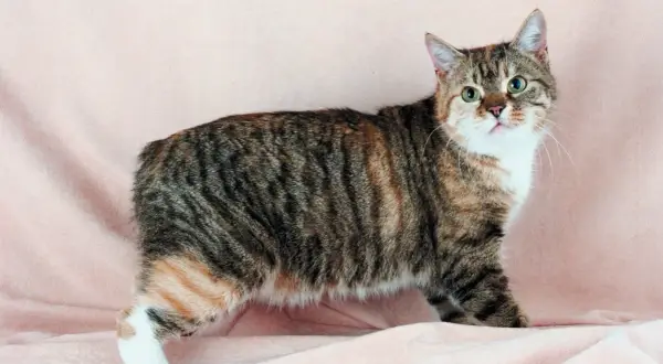 Gatto dell'isola di Man, tigrato con macchie arancioni e bianche, con una coda corta e un'espressione curiosa.