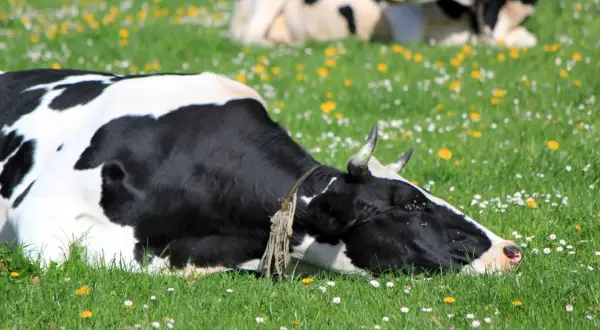 Mucca olandese sdraiata in un prato fiorito, forse sta per fare un sonoro "muuuu" mentre un'altra mucca riposa sullo sfondo.