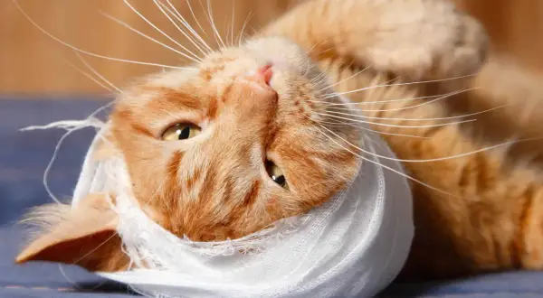 Gatto arancione con benda bianca intorno alla testa, forse dopo un morso di gatto.
