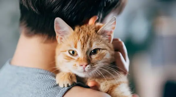 Un tenero gatto soriano arancione viene tenuto in braccio, con il suo musetto che guarda verso l'obiettivo.