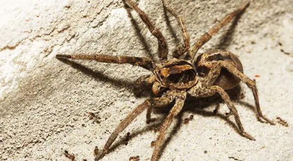 Una tarantola italiana, con le sue zampe pelose, si muove su una superficie ruvida, circondata da piccole formiche.