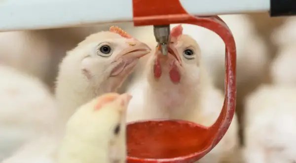 Pulcini intenti a bere da un abbeveratoio, forse per prevenire la coccidiosi nelle galline.
