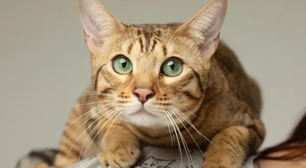 Un magnifico gatto Serengeti con occhi verdi smeraldo, posato su una spalla, con il suo manto maculato che si fonde con lo sfondo.